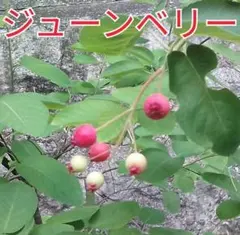 ジューンベリーの苗木のサムネイル