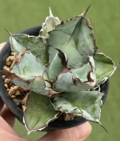 2026年最新】アガベブラックアンドブルーの人気アイテム - メルカリ