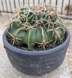 2026年最新】ホマロケファラの人気アイテム - メルカリ