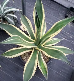 2025年最新】トニーズタイガーの人気アイテム - メルカリ