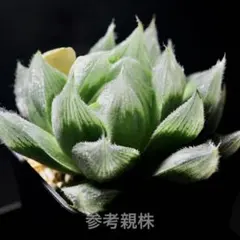 ハオルチア 闇の森 - メルカリ