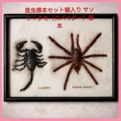 ●昆虫標本セット額入り サソリ + クモ（スパイダー）標本/博物館/インテリア 2026年最新】クモ スパイダー 昆虫の人気アイテム - メルカリ