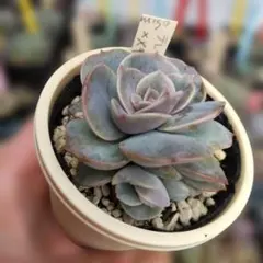 2026年最新】ミソップ苗の人気アイテム - メルカリ