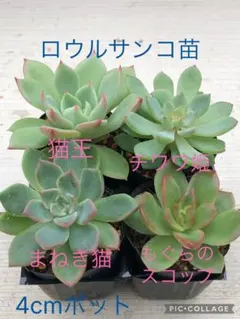 毒りんご ロウルサンコ クローン苗 メルカリ便 - メルカリ