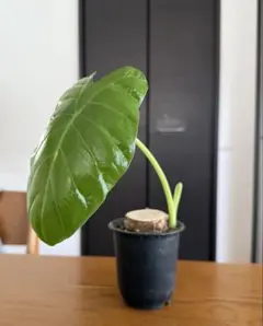 観葉植物　クワズイモ　抜き苗　Tのサムネイル