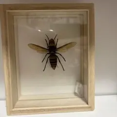 2026年最新】オオスズメバチ標本の人気アイテム - メルカリ
