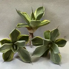 ヤス様 リクエスト 2点 まとめ商品