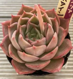 ヒアリナラパス×シャビアナペレグリナ札付きポットごとメルカリ便