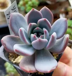 2025年最新】多肉植物エケベリア ラウイの人気アイテム - メルカリ