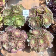 Top【選抜株】多肉植物　22908コロラータ 10個　鉢無し/脱土