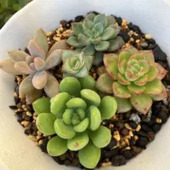 ❁サノフィ❁ ランダム配送 カット苗 寄せ植え 多肉植物 多肉植物🪴カット✂️苗の寄せ植え成長記録｜🍀GreenSnap（グリーン