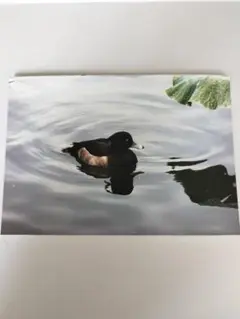 【即購入可能】L版キンクロハジロの写真