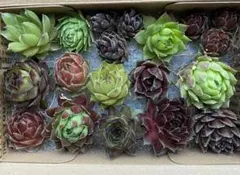 木曜日まで最終値下げ中　センペルビウム　セット15種類　19個