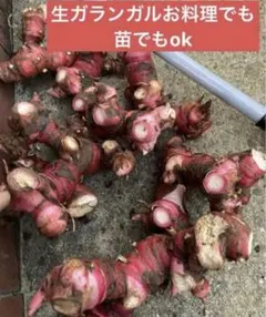2026年最新】ガランガルの人気アイテム - メルカリ