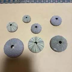 コウテイウニ　ウニの殻 コウテイウニ ウニの殻 - メルカリ
