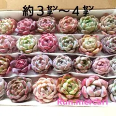 g73多肉植物カット苗☆寄植えセット☆限定