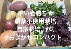 気まぐれ販売 農薬不使用栽培 自家栽培 野菜詰め合わせ コンパクト野菜セットのサムネイル