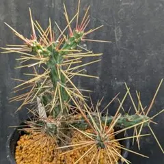 2026年最新】キリンドロの人気アイテム - メルカリ