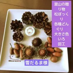里山の贈り物　松ぼっくり　各種どんぐり 大きさ色いろ図工