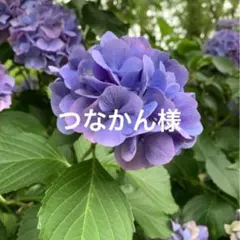 Item thumbnail for item da64f332-dd29-4032-96a1-76154cc6ff2b