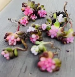 2026年最新】レッドベリー錦の人気アイテム - メルカリ