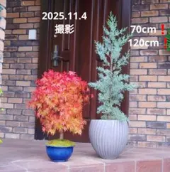 紅葉もみじと ブルーアイス苗木 2種セット❗ 大人気の庭木 鉢植 色鮮やか苗木