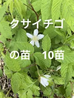クサイチゴの苗10苗です、農薬不使用、草イチゴ、木苺、ラズベリー