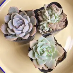 くまさん様 リクエスト 5点 まとめ商品