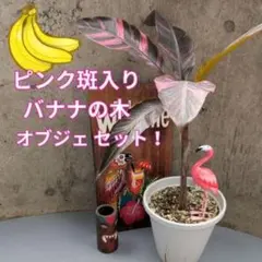 斑入りバナナ Musa Nono × Musa Florida(2鉢セット) - メルカリ