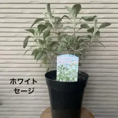 レオ杏様 リクエスト 2点 まとめ商品