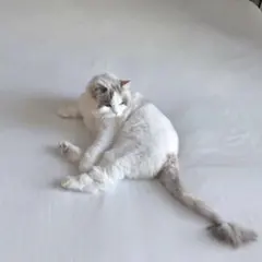 きらり.♡*.様専用出品