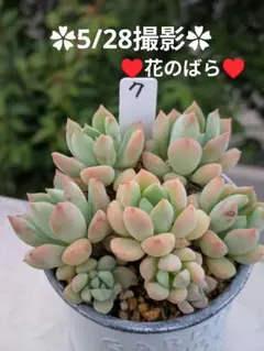 雪顔 多肉植物 プラグ苗(抜き苗)3苗 ランダム発送 - メルカリ