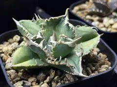 2026年最新】ivory w.a アガベの人気アイテム - メルカリ