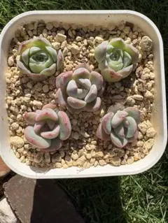 多肉植物　韓国苗　3種 5個セット A