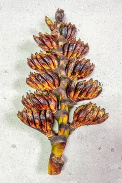 Fluffy様 リクエスト 2点 まとめ商品