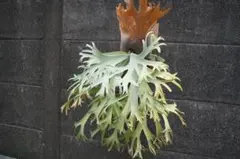 2025年最新】月光爪哇の人気アイテム - メルカリ