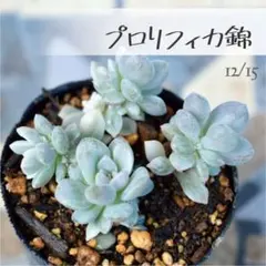 Milky_Kitten様 リクエスト 7点 《抜き苗》まとめ商品