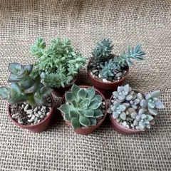 ハオルチア 5点セット 抜き苗 ハオルシア 多肉植物 - メルカリ