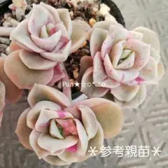 多肉植物♡ラブリーローズ錦 赤斑3頭♡ポットごと発送も可能です〜斑入り^^②