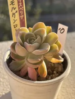 2026年最新】モルゲンロート おらいさんの人気アイテム - メルカリ