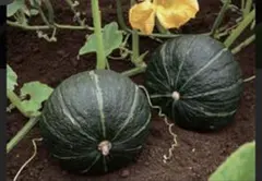 lucky様専用ページ