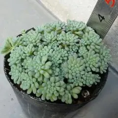 多肉植物 ルベンスリザード② 5株  抜き苗　セダム　希少 2025年最新】ルベンスリザードの人気アイテム - メルカリ