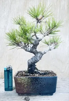 黒松小品模様木｜これからの仕上がりが楽しみな逸品_赤松_黒松_五葉松_盆栽 黒松小品模様木｜これからの仕上がりが楽しみな逸品_赤松_黒松_五葉松_