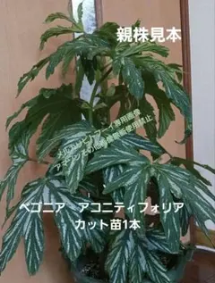 希少種　ブラジル原産　原種 木立ベコニア　 アコニティフォリア　カット苗　1本のサムネイル