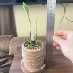 アグラオネマ　pictum Tricolor 鉢ごと　2株のサムネイル