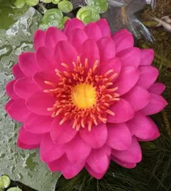 まりちゃん様 リクエスト 2点 まとめ商品