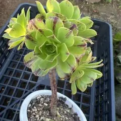 2025年最新】錦 アエオニウムの人気アイテム - メルカリ