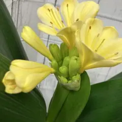 2026年最新】黄花君子蘭の人気アイテム - メルカリ