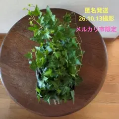 アイビー カット苗