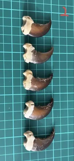 熊の爪